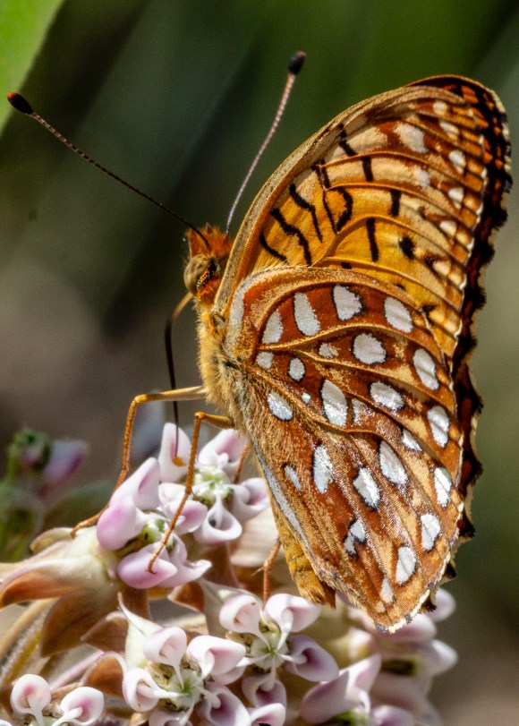 Fritillary butterfly on Common Milkweed