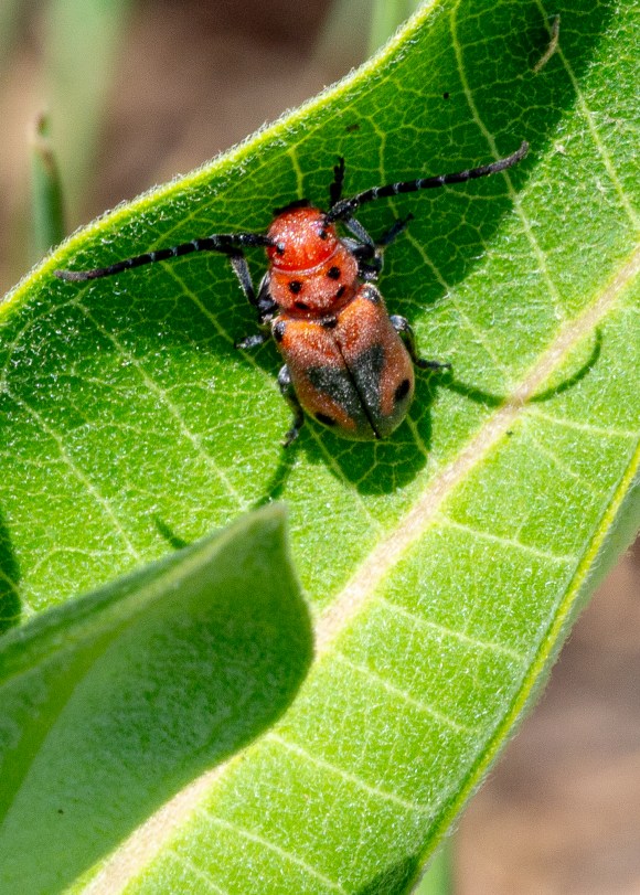 Milkweed Bug on Common Milkweed