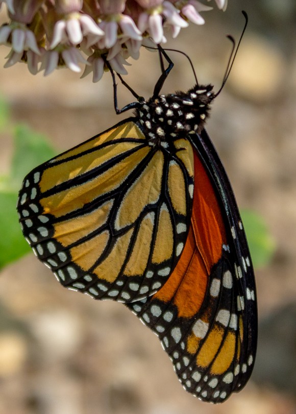 Monarch Butterfly on Common Milkweed