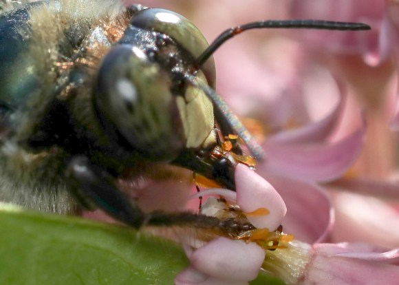 Large Carpenter Bee with pollinaria on front legs.