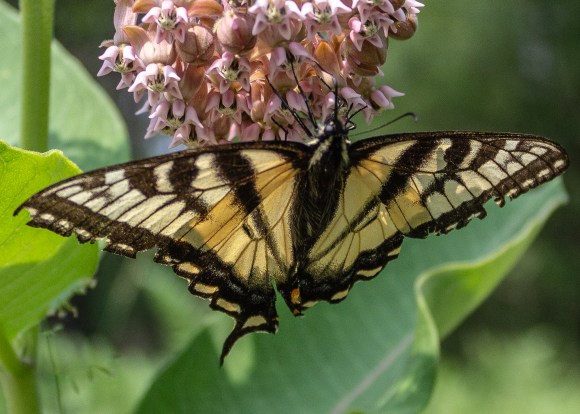 Eastern Tiger Swallowtail on Common Milkweed.